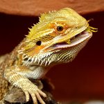 Can Bearded Dragons Eat Wax Worms