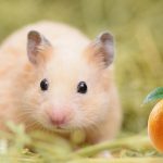 Can Hamsters Eat Oranges?