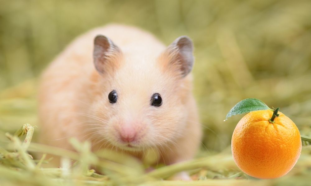 Can Hamsters Eat Oranges?