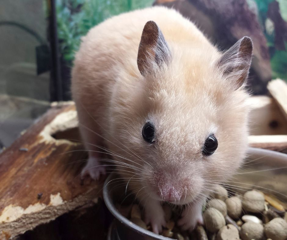 Can Hamsters Eat Stink Bugs