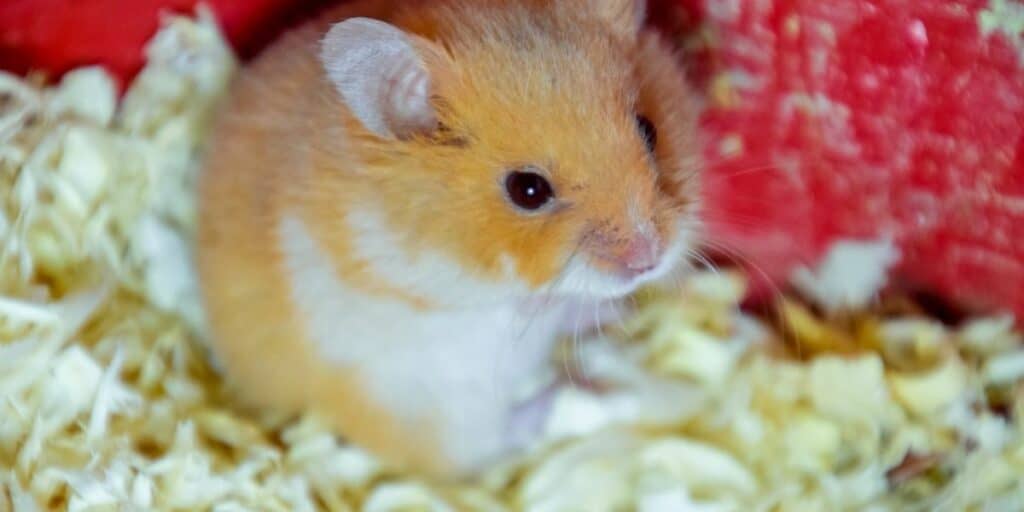 Do Hamsters Sleep More In Winter