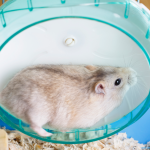 How Do Hamsters Know To Run On The Wheel