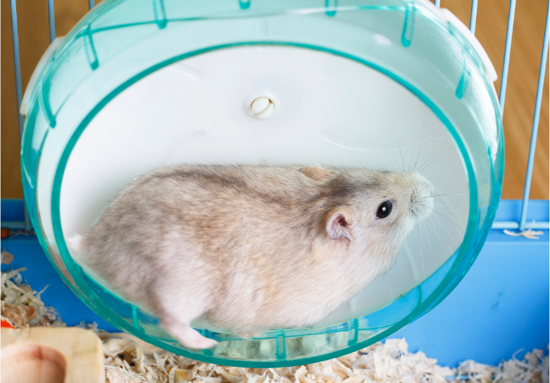 How Do Hamsters Know To Run On The Wheel