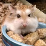 How Long Can A Hamster Go Without Food?