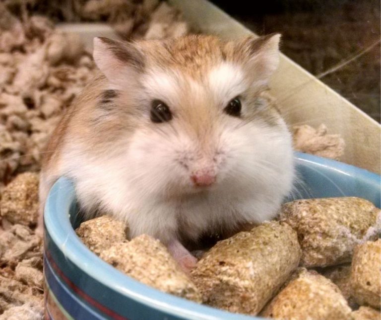How Long Can A Hamster Go Without Food?