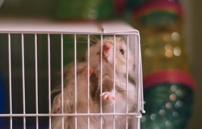 How To Move Hamster To New Cage