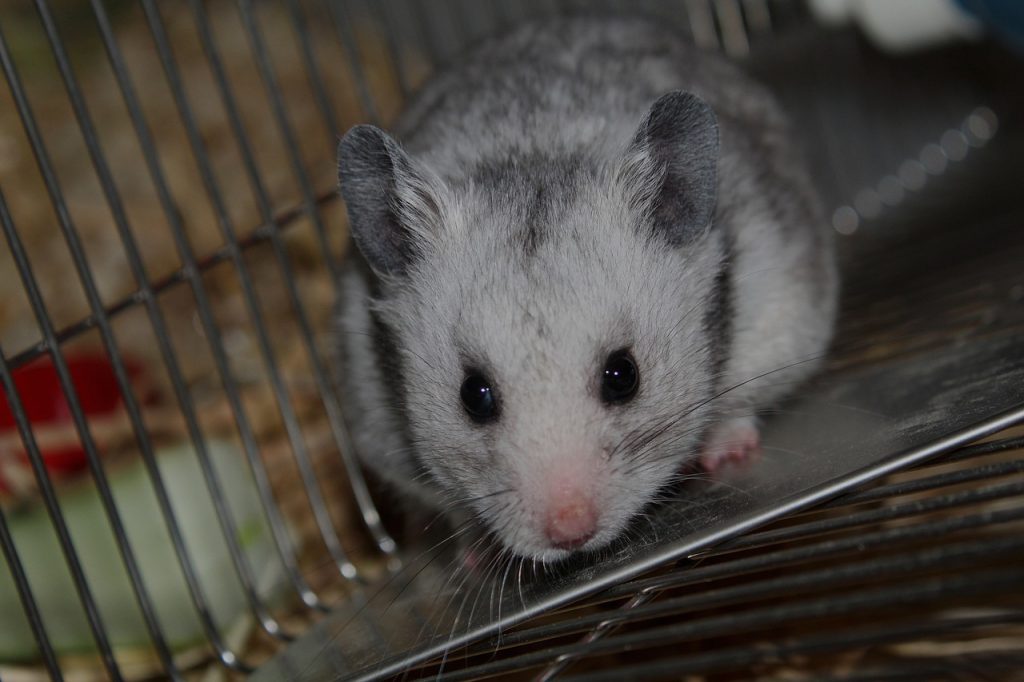 How To Stop Hamster From Climbing Cage