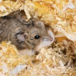 Why Do Hamsters Eat Their Poop