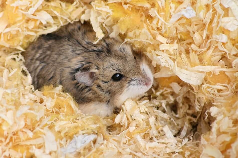 Why Do Hamsters Eat Their Poop