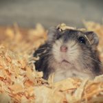 Why Do Hamsters Throw Their Poop