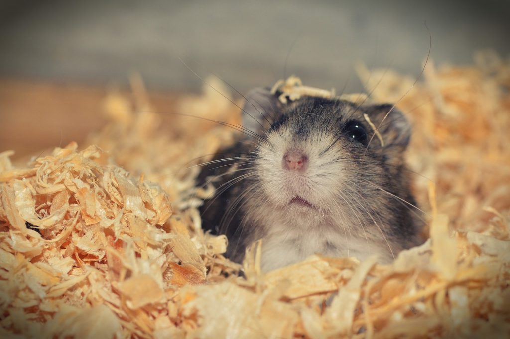 Why Do Hamsters Throw Their Poop