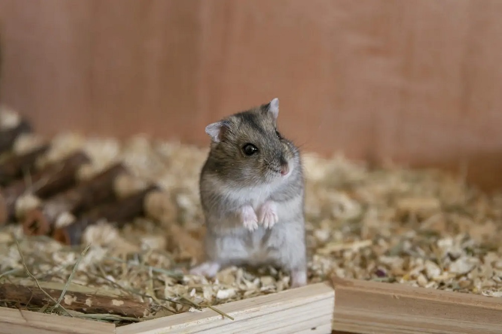 Why Do My Hamsters Keep Dying?