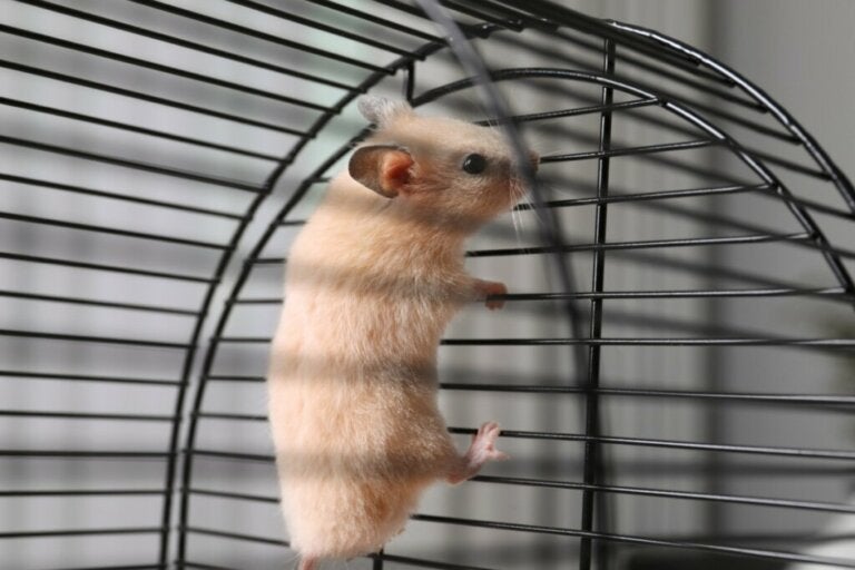 Why Does My Hamster Climb Its Cage