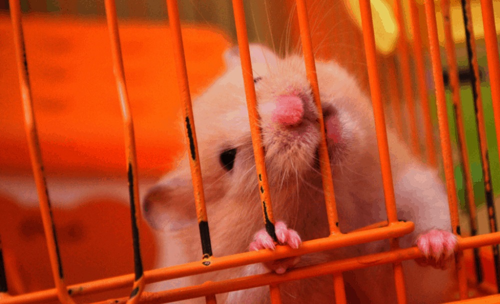 Why Is Hamster Biting Cage At Night