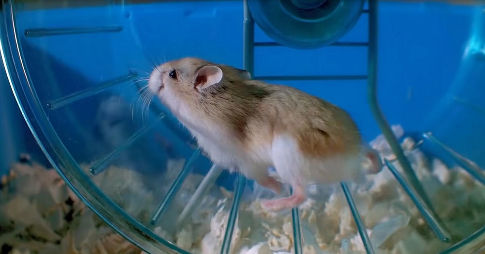 Why Is Hamster Not Running On Wheel