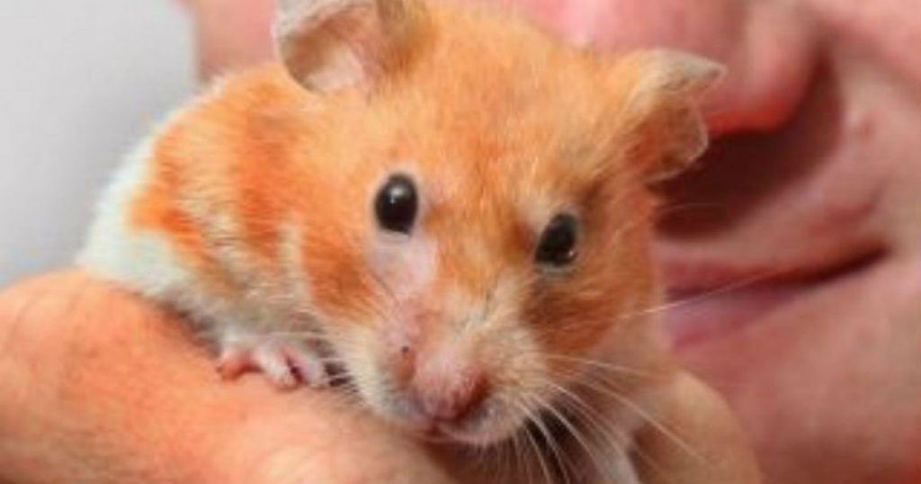 Are Hamsters Dangerous To Humans?