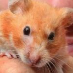 Are Hamsters Dangerous To Humans?