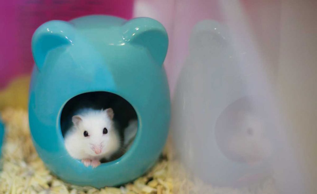 Are Hamsters Litter Trained?