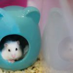 Are Hamsters Litter Trained?