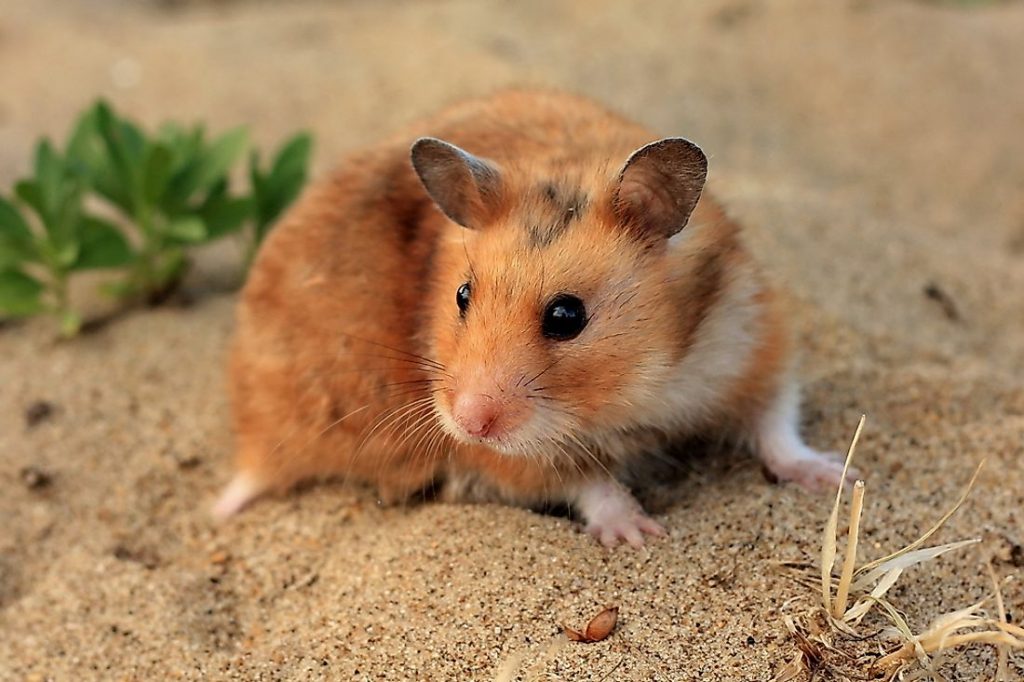 Can A Hamster Survive In The Wild?