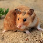 Can A Hamster Survive In The Wild?