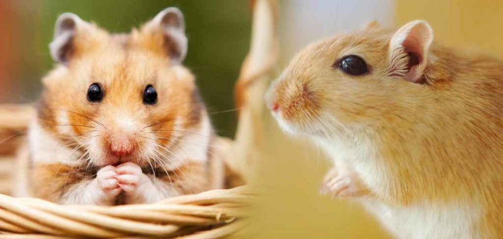 Can Hamsters And Gerbils Live Together?