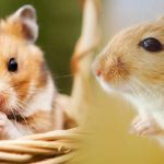 Can Hamsters And Gerbils Live Together?