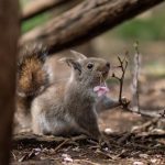 Can Hamsters And Squirrels Live Together?