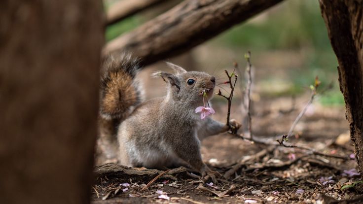 Can Hamsters And Squirrels Live Together?