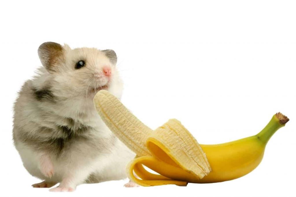 Can Hamsters Eat Bananas?