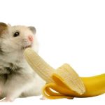 Can Hamsters Eat Bananas?