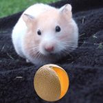 Can Hamsters Eat Cantaloupe?