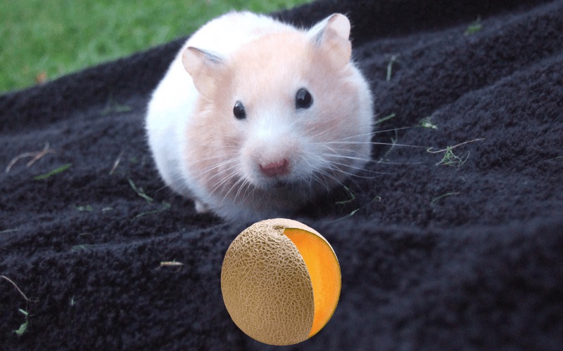 Can Hamsters Eat Cantaloupe?