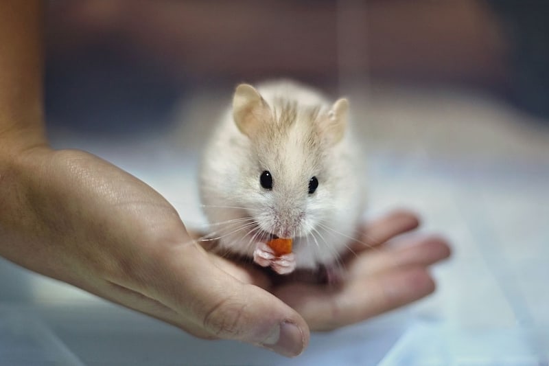 Can Hamsters Eat Cheerios?