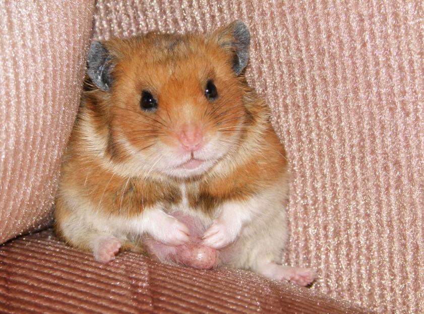 Do Hamsters Get Fleas?