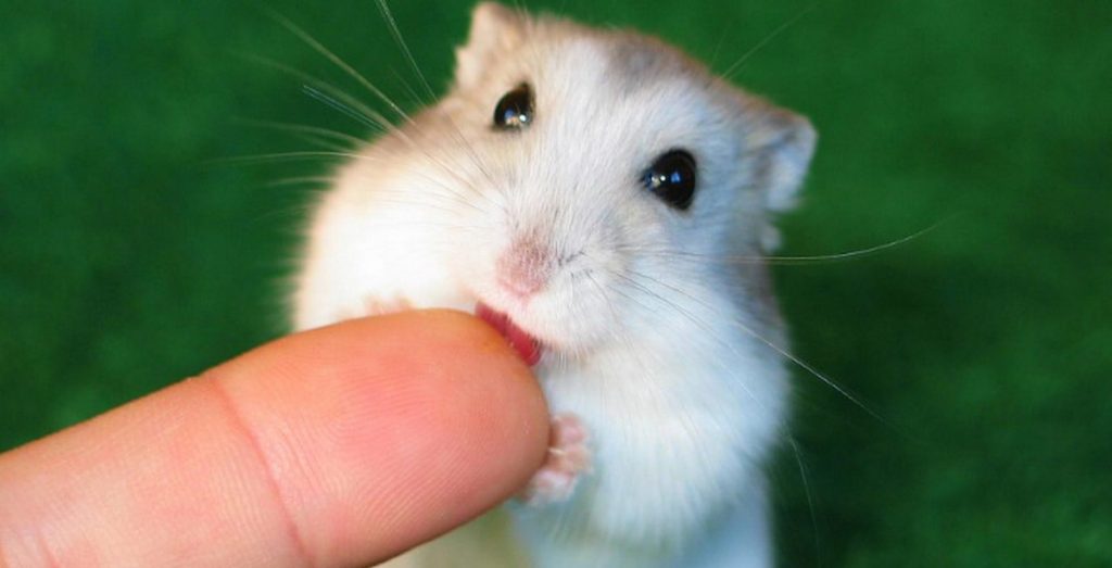 Should My Hamster’s Teeth Be Yellow?