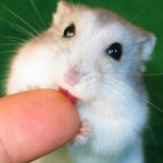 Should My Hamster’s Teeth Be Yellow?