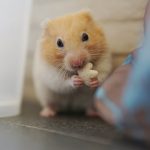 What Hamster Lives The Longest?