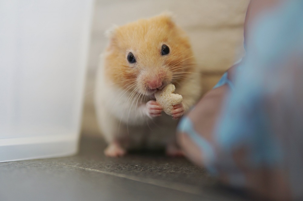 What Hamster Lives The Longest?