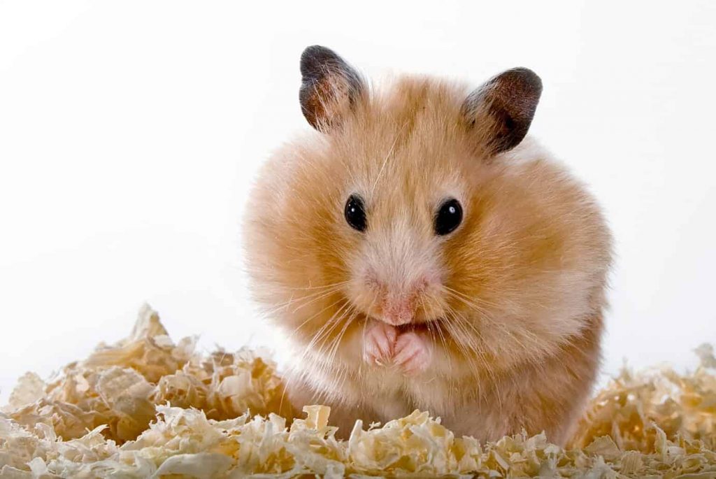 Why Do Hamsters Die So Easily?