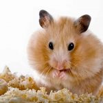 Why Do Hamsters Die So Easily?