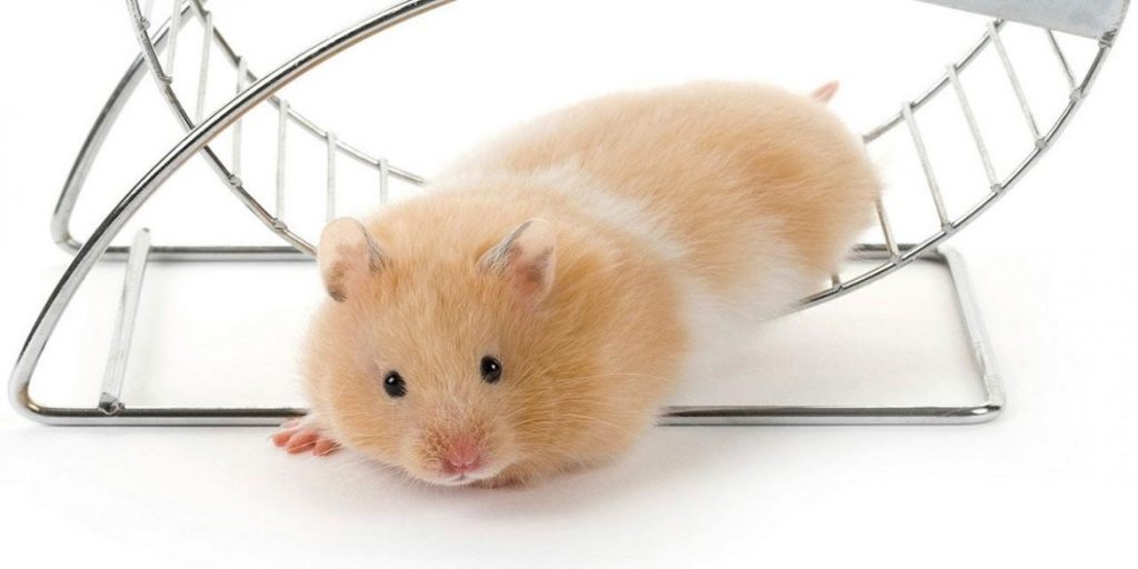 Why do Hamsters run on wheels?