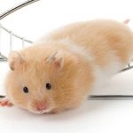 Why do Hamsters run on wheels?