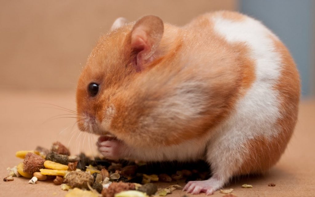 Are hamsters high maintenance?