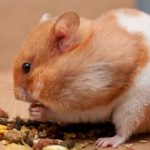 Are hamsters high maintenance?