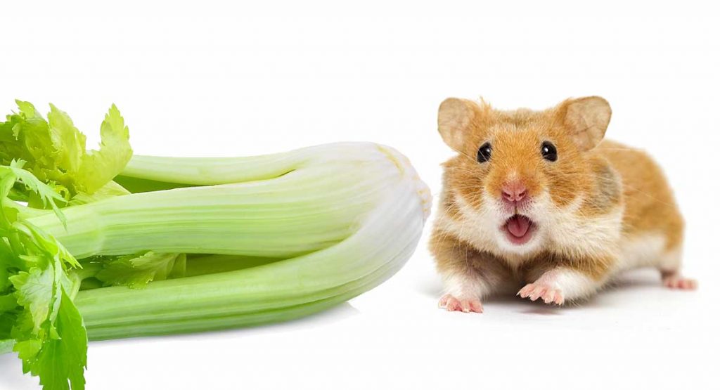 Can Hamsters Eat Celery?