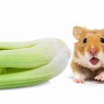 Can Hamsters Eat Celery?