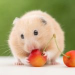 Can Hamsters Eat Cherries?