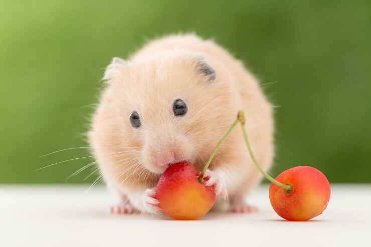 Can Hamsters Eat Cherries?