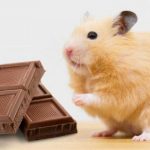 Can Hamsters Eat Chocolate?